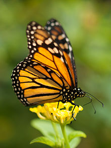 Monarch_butterfly