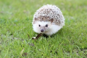 hedgehog