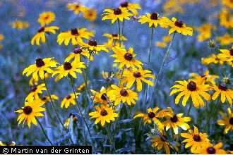 black eyed susan1