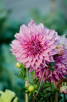 dahlia1