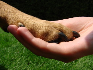 Hundepfote in Hand