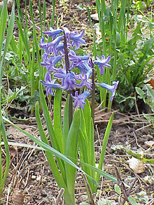 hyacinth1